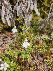 Euphrasia cuneata