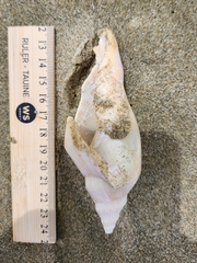 Alcithoe arabica