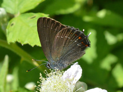 Satyrium ilicis