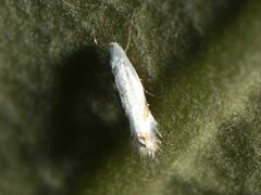 Leucoptera