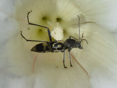 Chlorophorus figuratus