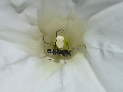 Chlorophorus figuratus