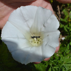 Chlorophorus figuratus