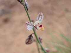 Polygala bowkerae