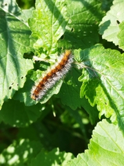 Ocnogyna loewii