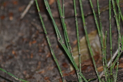 Equisetum laevigatum