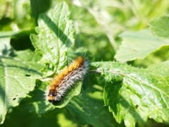 Ocnogyna loewii
