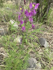 Cleome elegantissima
