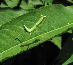 Hierodula transcaucasica