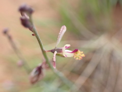 Polygala bowkerae