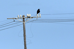 Corvus capensis capensis