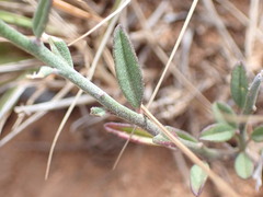 Polygala bowkerae