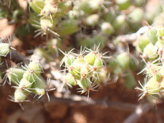 Trichodiadema setuliferum