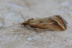 Achyra massalis