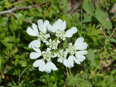 Orlaya grandiflora