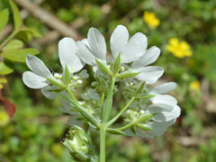Orlaya grandiflora