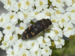 Acmaeoderella flavofasciata