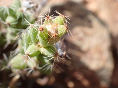 Trichodiadema setuliferum