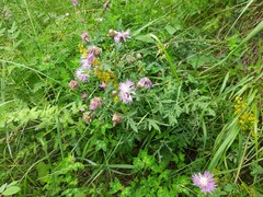 Psephellus daghestanicus