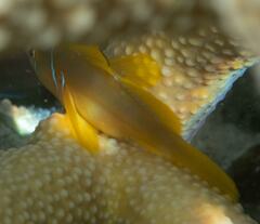 Gobiodon citrinus