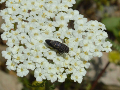 Acmaeoderella flavofasciata