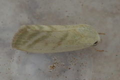 Earias paralella