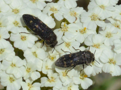 Acmaeoderella flavofasciata