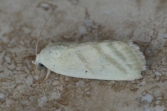 Earias paralella