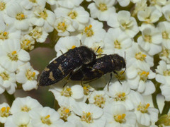 Acmaeoderella flavofasciata
