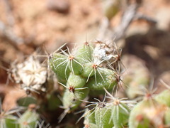 Trichodiadema setuliferum