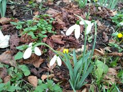 Galanthus