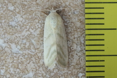Earias paralella