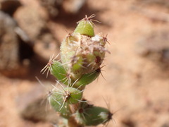 Trichodiadema setuliferum