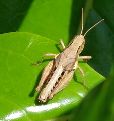 Phaulacridium marginale