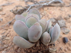 Crassula cotyledonis
