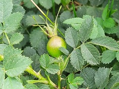 Rosa pulverulenta