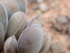 Crassula cotyledonis