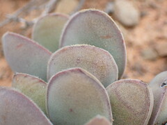 Crassula cotyledonis