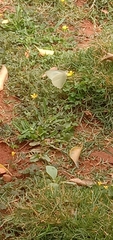 Pierinae