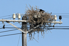 Corvus capensis capensis
