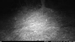 Cricetomys gambianus