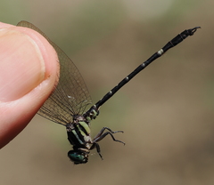 Orientogomphus