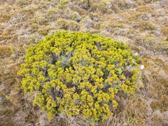 Halocarpus bidwillii