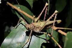 Phricta spinosa