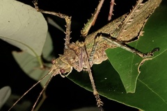 Phricta spinosa