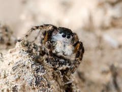 Aelurillus dubatolovi