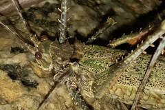 Phricta spinosa
