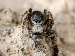 Aelurillus dubatolovi