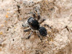 Aelurillus dubatolovi