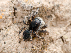 Aelurillus dubatolovi